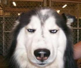 女主播直播哈士奇叼走,哈士奇叼走神秘物品，网友热议不已