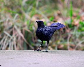 紫啸鸫图片,神秘色彩中的森林歌唱者